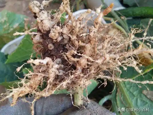 根结线虫(根结线虫特点)