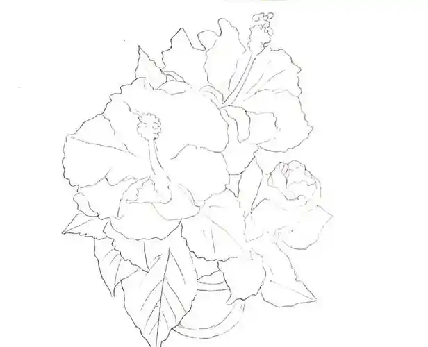 水彩花卉扶桑花有线稿