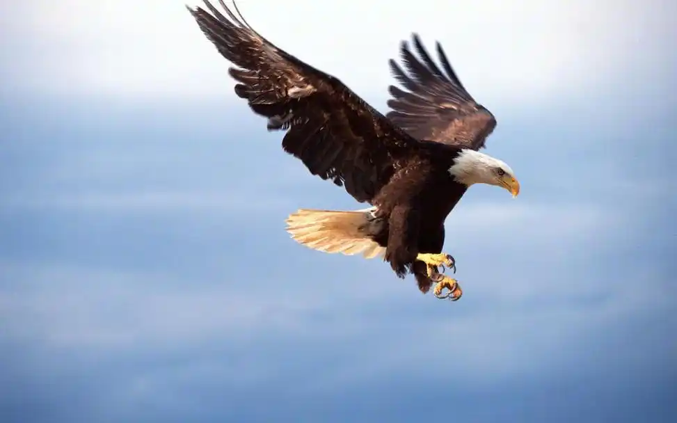 雄鹰图片,雄鹰壁纸,电脑桌面壁纸,图片大全_壁纸族