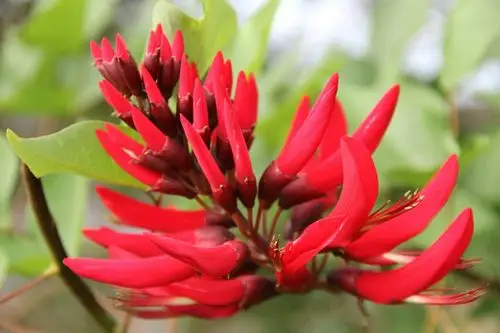 美丽妖艳,鲜艳夺目的"象牙红"