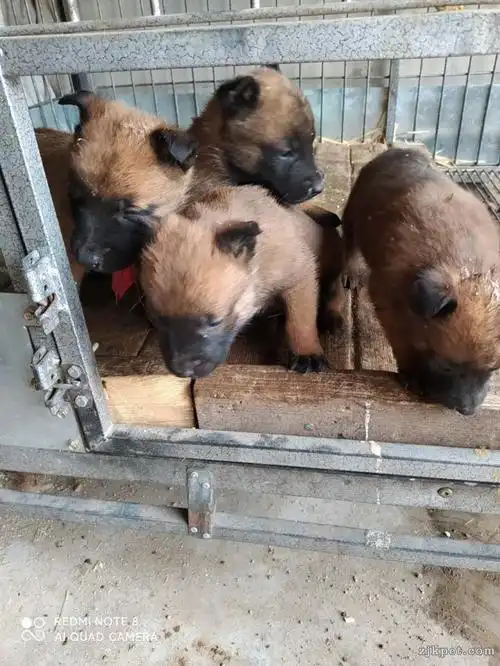 四十天马犬小狗出售