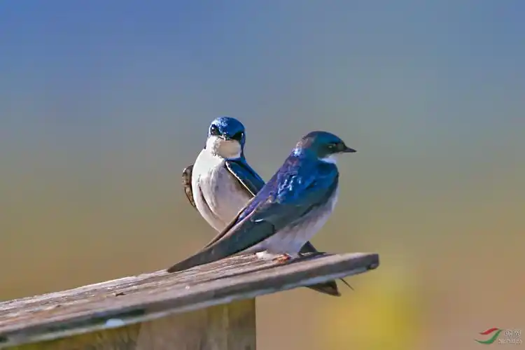 林鸟情侣绿色树燕