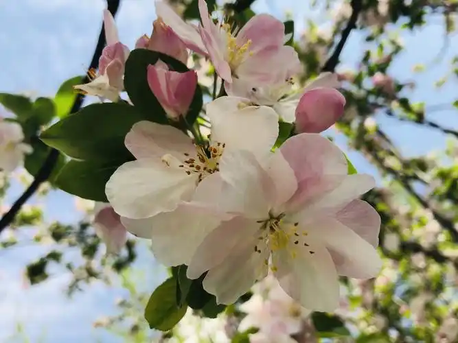 神仙打架雨后的春天才叫美
