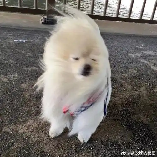 想要那种形容风很大的表情包