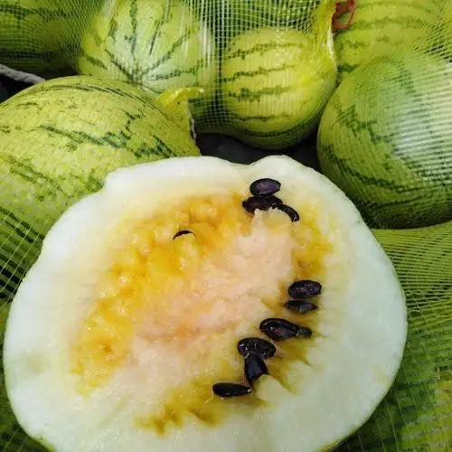 水果甘肃兰州靖远会宁民勤小籽黄壤籽瓜打瓜西瓜