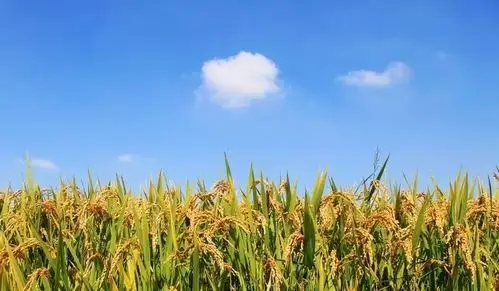 丰收啦!开州的田野上,稻田金灿灿一片,风吹麦浪,美翻了!