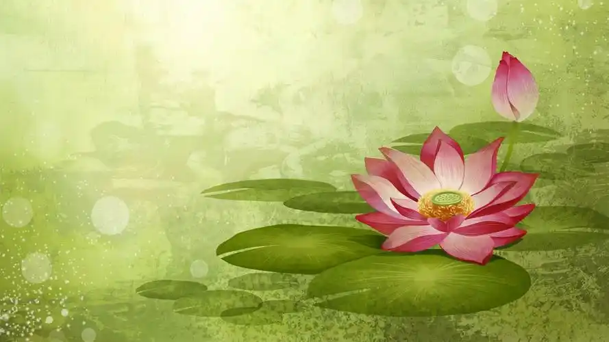 中国风手绘素描荷花图片桌面壁纸高清(2)高清大图预览1920x1080_植物