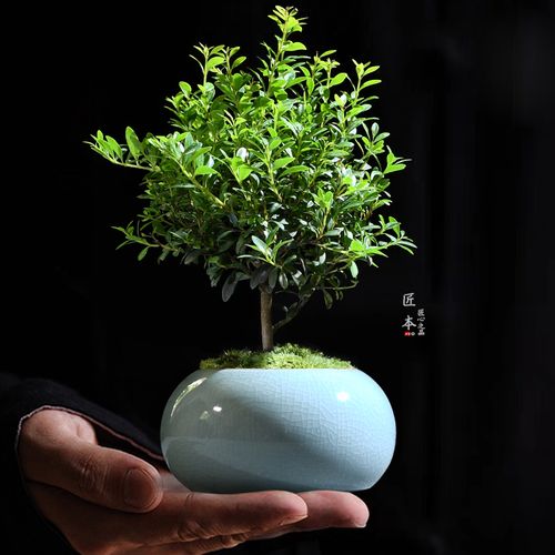 小叶赤楠盆景办公室花卉绿植室内好养四季常青植物创意迷你小盆栽