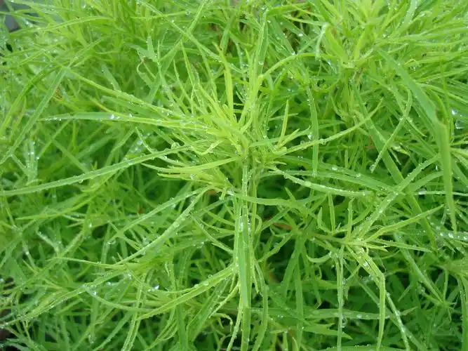 kochia scoparia (l.) schrad.