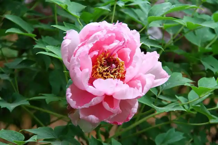 牡丹牡丹花洛阳牡丹甲天下牡丹花图片集