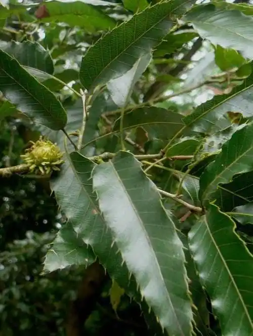 止步小半城植物大课堂之植物集栓皮栎