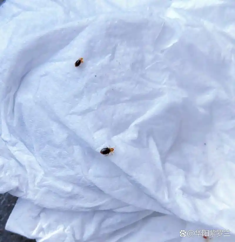 床上有臭虫这东西,你整张床都废了,这玩意也叫床虱,是一种吸血虫,吸血