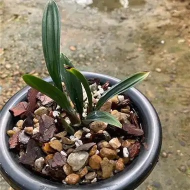 墨兰矮种 - 兰花交易网