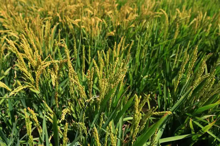 金黄色的稻穗,翠绿的稻叶,这就是即将成熟的盘锦大米.