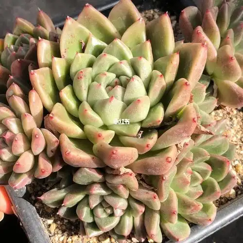 金色石英大群多头_石英_多肉_家居家装_家居装饰