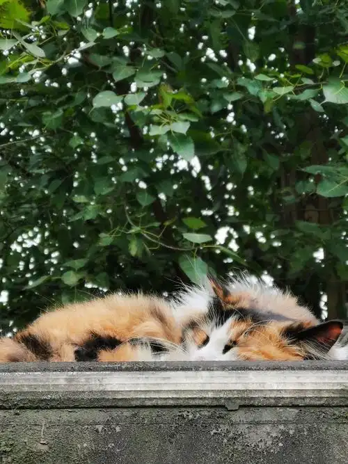 屋顶上睡觉的小猫咪人生要是像它这样,就很好,悠然自得,不卑不亢,自在