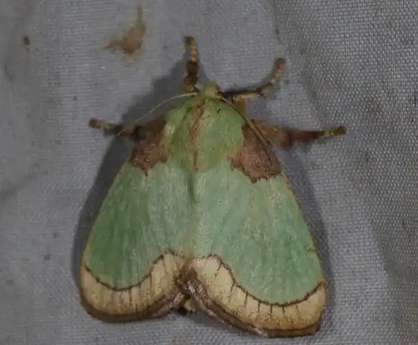 害虫洋辣子是什么? 为什么卖这么贵? 多少人小时候被它祸害过?