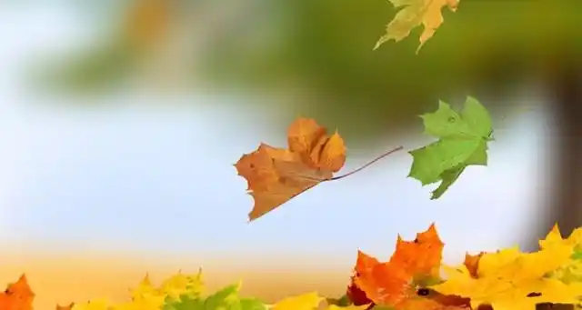 一阵大风刮过,树叶像调皮的小女孩在嬉戏打闹,玩累了才慢慢飘落下来.