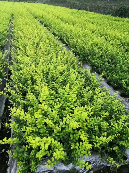现货供应金叶女贞小苗40高 25高绿化苗木