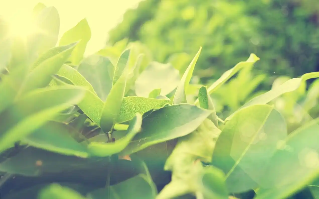 精选绿意充盈的简约绿色护眼自然高清桌面壁纸图片下载