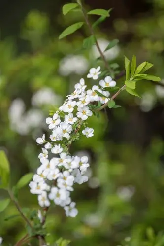 首发李叶绣线菊