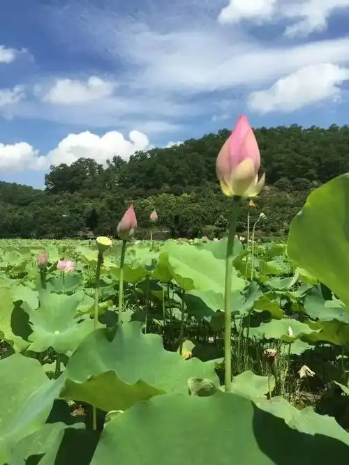 阳春岗美镇荷花正当时!周末来了,这免费的美景还不约起?