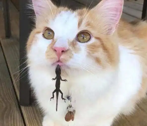 10张笑死十亿人的图片搞笑图片笑死人不偿命的那种