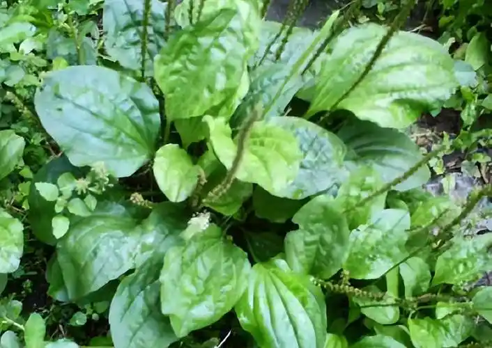 科普贴110种农村野生中草药图片你认识哪些