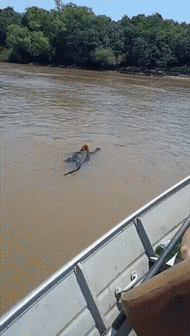 200_354gif 动态图 动图