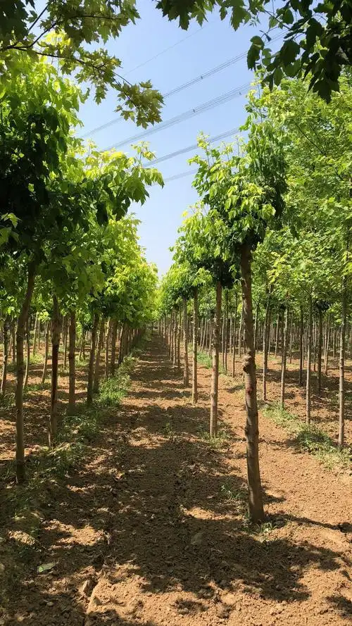 河南濮阳市三彩苗木种植专业合作社,杨峰欢迎大家随时来濮阳做客