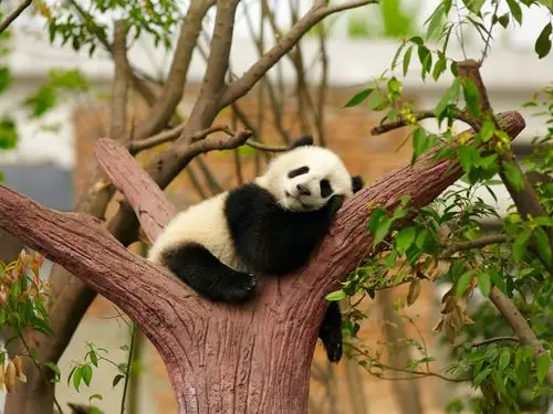 可爱的大熊猫睡觉,休息,树,动物园 壁纸 - 1600x1200