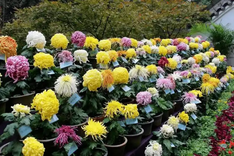 坐不住了太湖湾3000㎡菊花展惊艳亮相现在还有预售特惠附购票入口