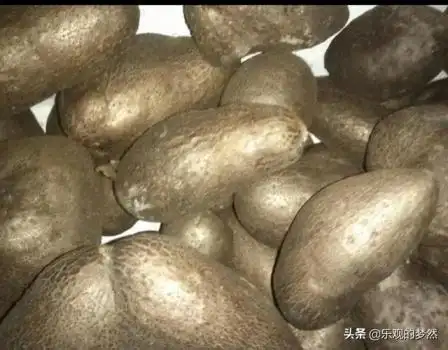 三,山药上结的果子能不能吃?