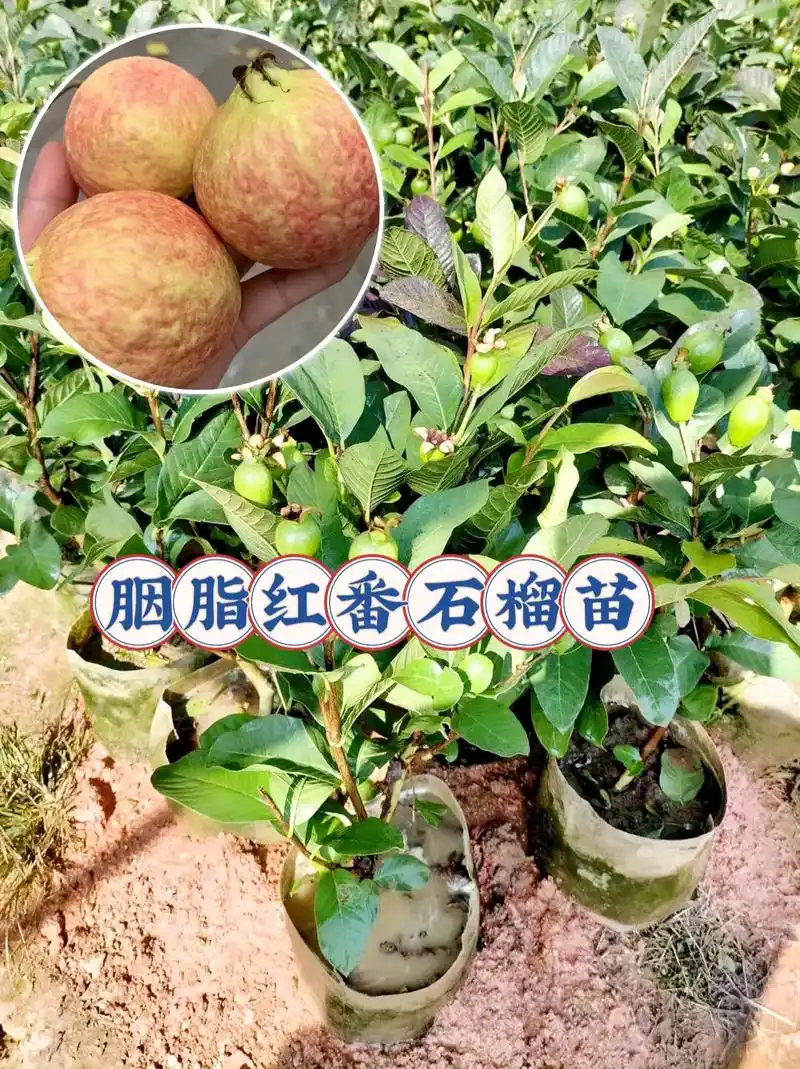 胭脂红番石榴嫁接果树苗!四季可种,可盆栽地栽,庭院种植