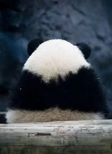 eric的相册- 搞笑可爱的熊猫背影