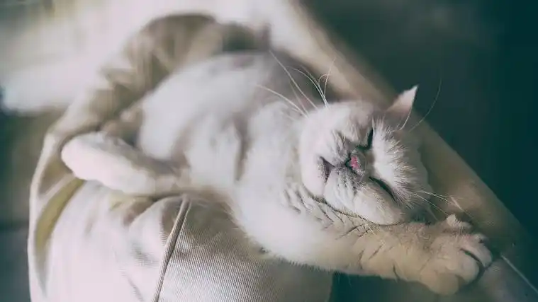 猫在家里沙发上睡觉的特写图片下载