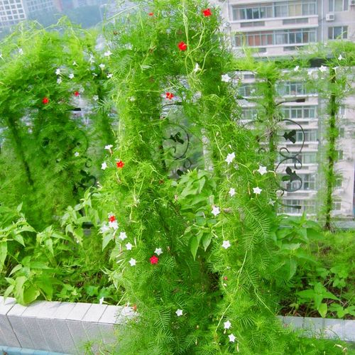 羽叶茑萝四季遮阳攀爬藤蔓植物室内阳台围墙家庭园艺种子