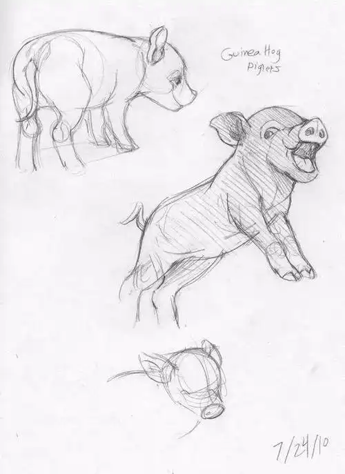 超实用的——包含了动物各个角度的画法