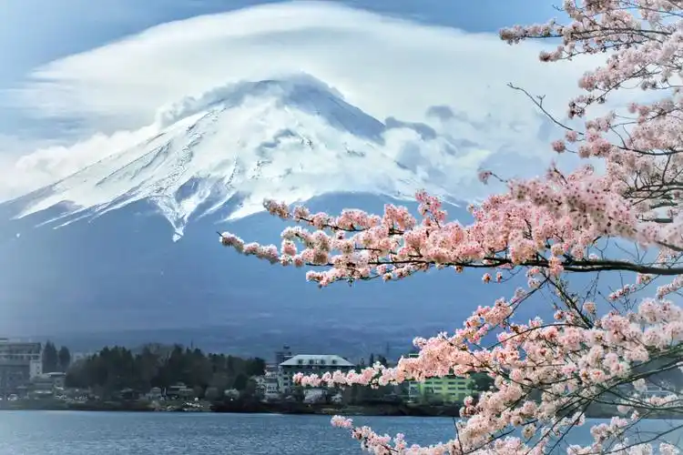 【妈妈的美篇】日本樱花季