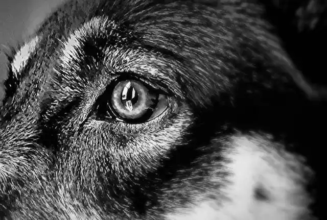 心理学:你认为哪只眼睛是狼的?测你八年后社会地位如何