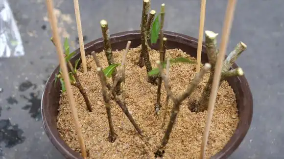 栀子花这样扦插,长根冒芽快,不信你试试?