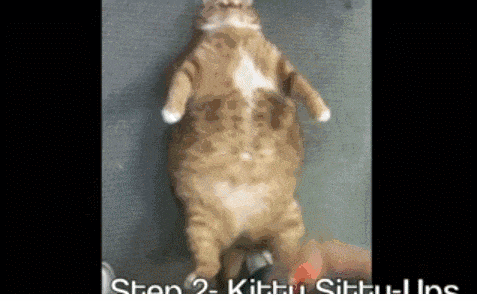 一只肥猫猫的减肥励志故事!