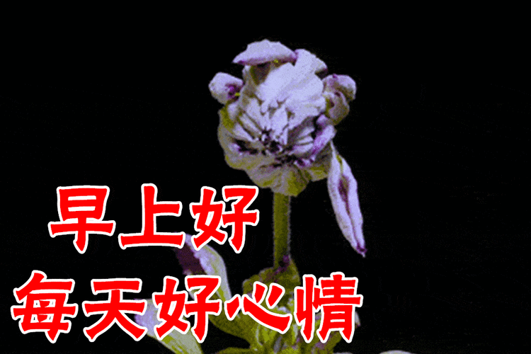 1月17日最漂亮早上好动态表情图片大全早晨好动图美图大全