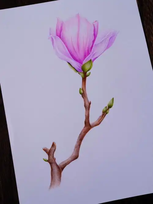 彩色铅笔画玉兰花附步骤图