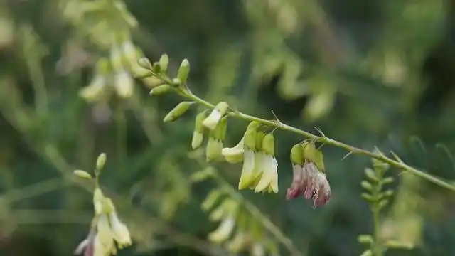 黄芪泡水喝能给身体带来哪些改变坚持饮用3个好处慢慢浮现