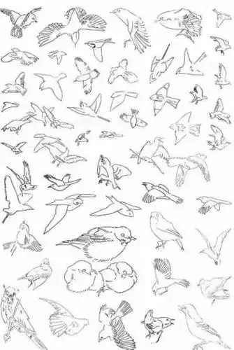 飞鸟简笔画