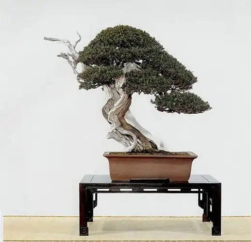 日本盆景图片欣赏[138图]