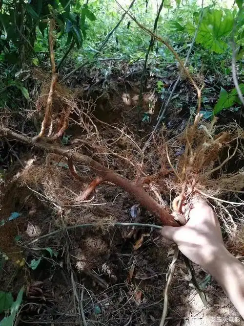 还有一种叫三指毛桃的,外观跟五指毛桃差不多,但药用效果就差很多了