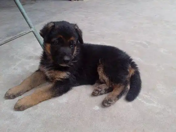 请问这是小狼狗吗?