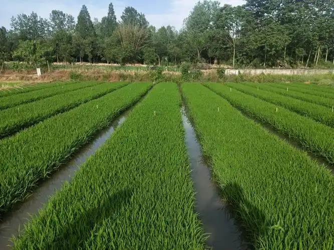 从堰塘里抽水培育的秧苗长势良好.